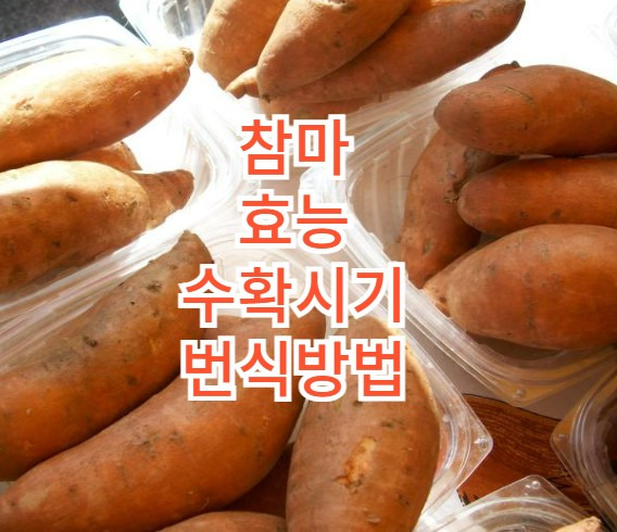 참마 효능 개화시기 수확 시기