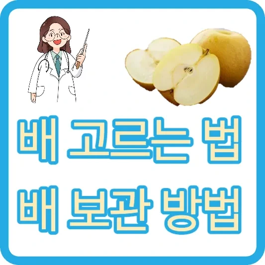 배 고르는 법 배 보관 방법 :: 마이세끼