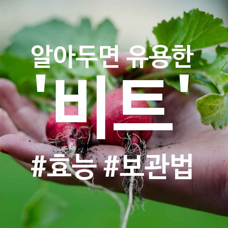 비트 효능과 보관법 알려드려요!!