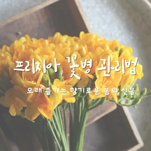 프리지아 꽃병 관리법: 오래 즐기는 향기로운 봄의 선물
