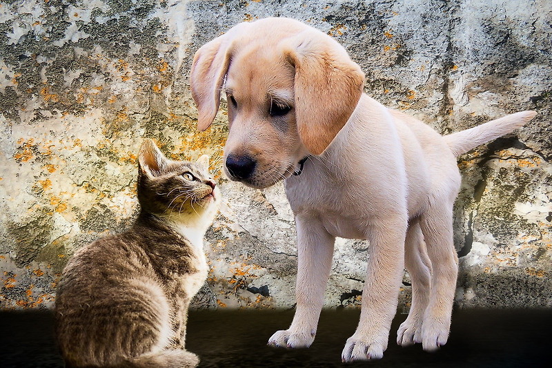 강아지가 고양이 모래를 먹었어요. 대처 방법은?