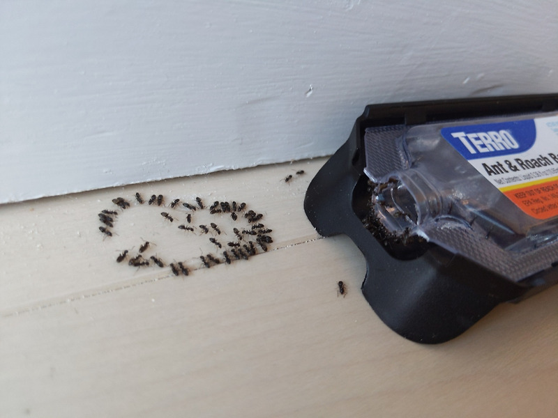 개미약 강력추천 | Ant Bait | 개미 하루만에 사라지는 마법 | Terro :: Brown English