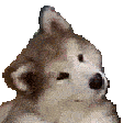confused-dog
