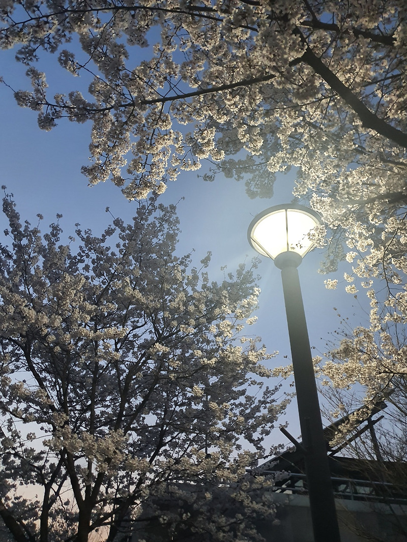 서울숲 벚꽃 보고 오느라 늦었어용^^서울숲벚꽃.서울숲가는길.서울벚꽃명소.서울벚꽃.서울숲벚꽃길.벚꽃. :: 벨라세상♥