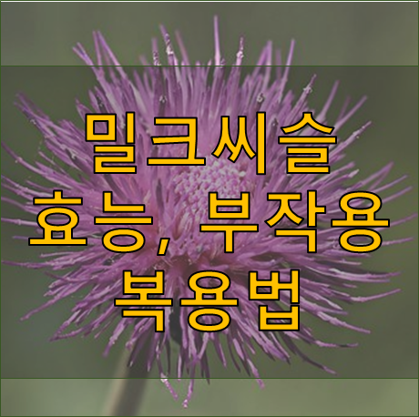 밀크씨슬 효능, 부작용, 복용법, 복용시간 - 간 영양제, 피로회복 및 숙취 해소 (milk thistle)