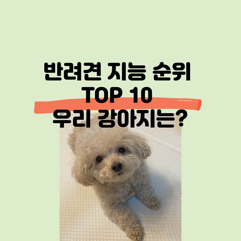 천재형 강아지 Top10 강아지 지능 순위 지능 높은 강아지 종류