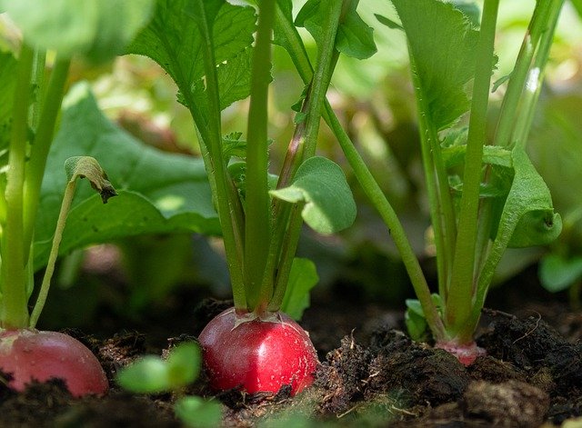 유럽 무 래디쉬(Radish)란 무엇인가, 래디쉬 효능, 래디쉬 손질법 ,래디쉬 보관방법,래디쉬 고르는 법 등