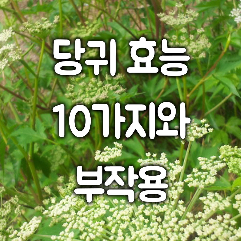 당귀 효능 10가지와 부작용