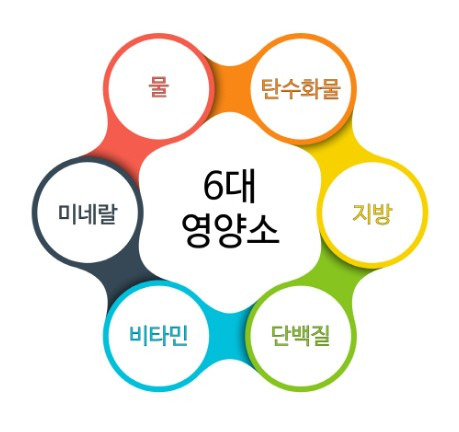 우리 몸에 필요한 영양소의 종류, 특징
