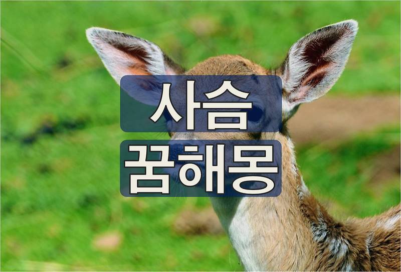 아기 사슴 꿈 등 - 행운과 인연, 학문을 상징하는 사슴 꿈 해몽