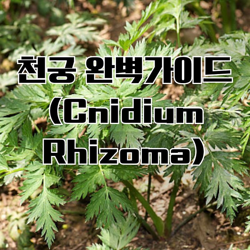 천궁(Cnidium officinale MAKINO) 완벽 가이드