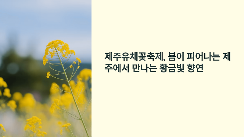 제주유채꽃축제, 봄이 피어나는 제주에서 만나는 황금빛 향연 - RE_이야기