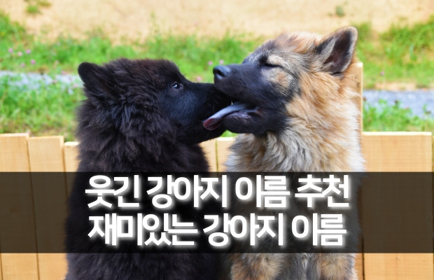 웃긴 강아지 이름 추천 | 재미있는 강아지 이름 짓기