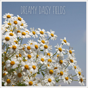 JLMS[2025 Dreamy Daisy Fields](Single) :: Musik Liebe