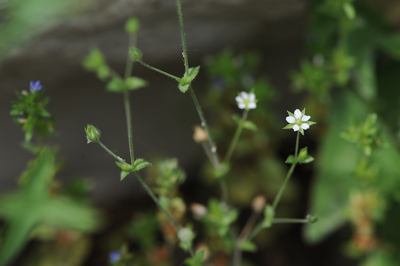 벼룩이자리 Thymeleaf sandwort