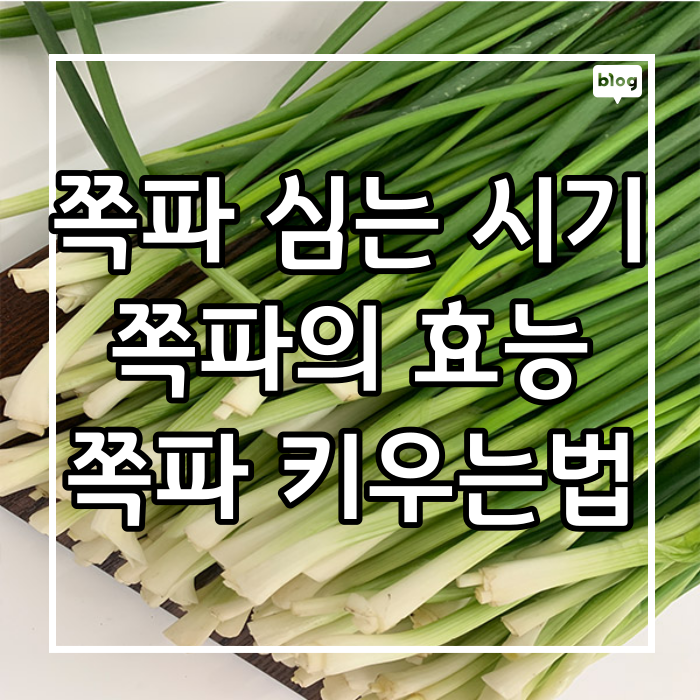 쪽파심는시기 쪽파키우는법 쪽파의효능