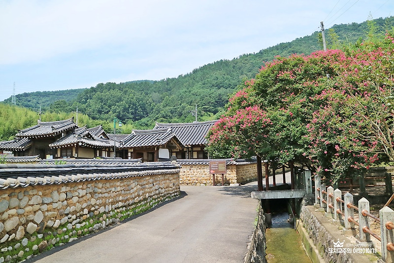 600년 된 배롱나무꽃 피는 함안 고려동유적지(백일홍 꽃 개화상황)