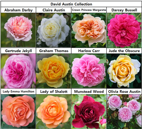 1. English Roses (David Austin Roses)