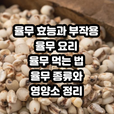 율무 효능과 부작용 율무 요리 먹는 법 율무 종류와 영양소 정리