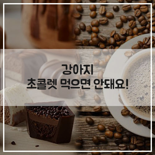 강아지 초콜릿 먹었는데 괜찮을까요?