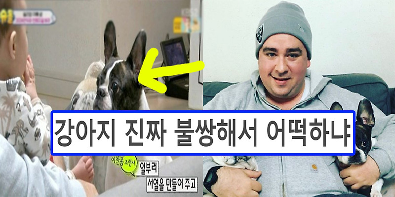 샘해밍턴이 키우고 있는 강아지 가지랑 만두 근황