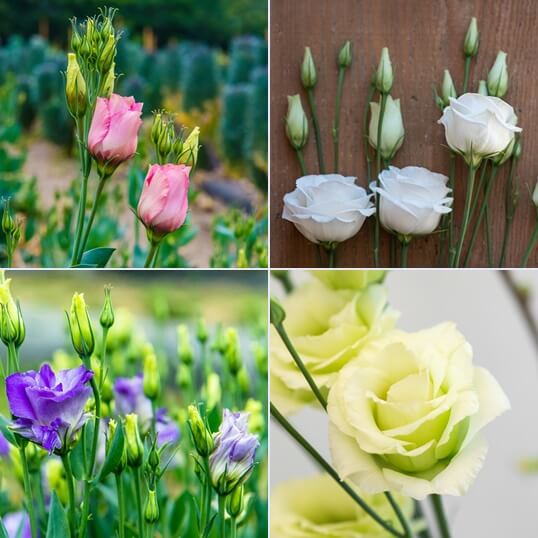 예쁜 꽃말 1편. 리시안셔스(lisianthus) 색깔별로 꽃말