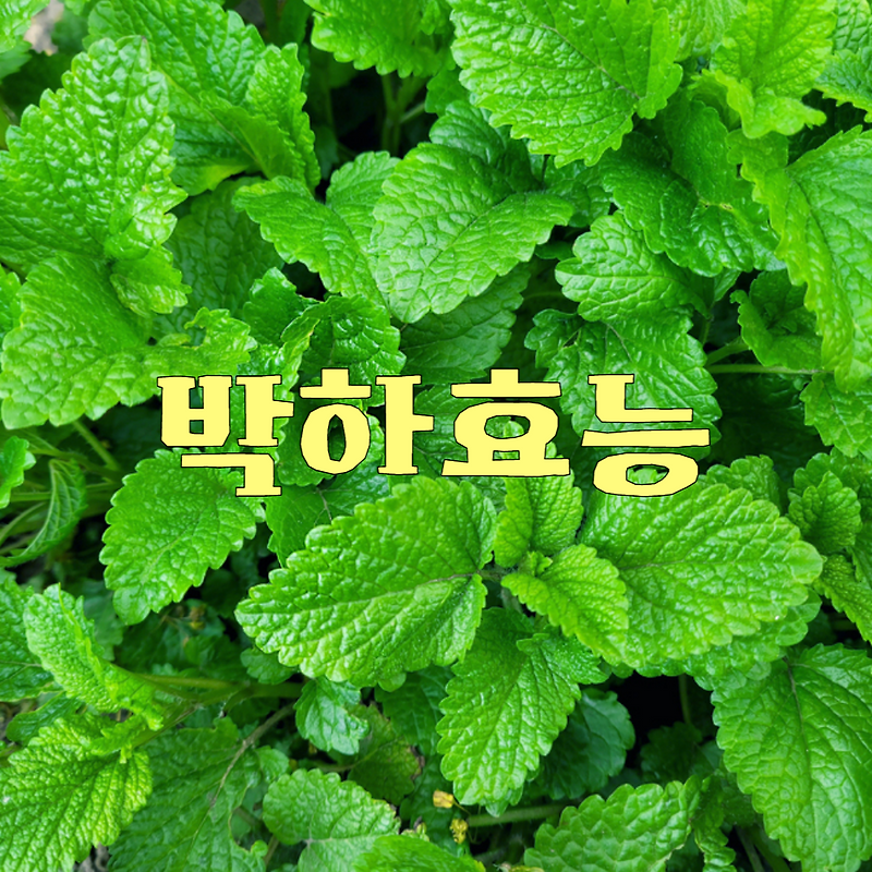 박하 효능 영양성분 고르는 법 부작용