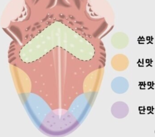 혀 부위별 맛