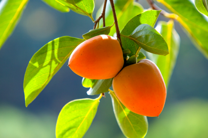 감나무 묘목심는시기 재배방법