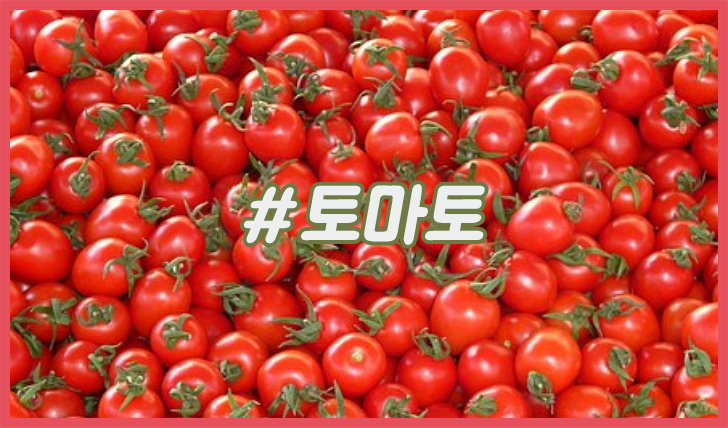 토마토 꿈해몽 토마토 태몽 꿈