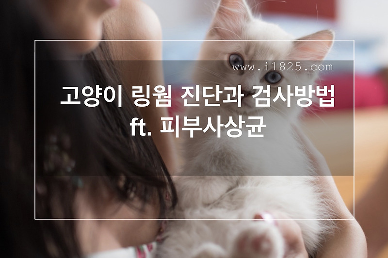 고양이 링웜 진단과 검사 Ft. 피부사상균