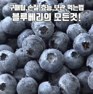 블루베리 먹는법 영양소 올라가는 보관방법 ! 생 냉동 블루베리 효능은? :: 백년밥상TV