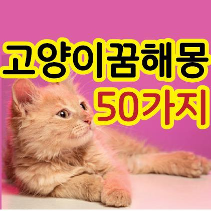 고양이 꿈 해몽 50가지 풀이