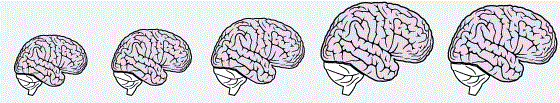 kettle-homo-sapiens-sapiens