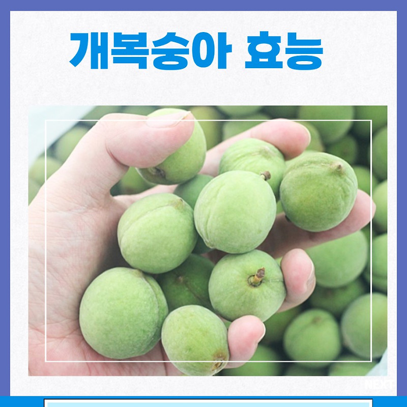 개복숭아 효능 칼로리 부작용 개복숭아 효소 효능