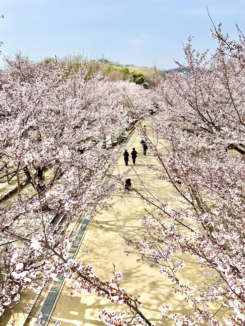 벚꽃명소 서울숲으로  벚꽃 여행