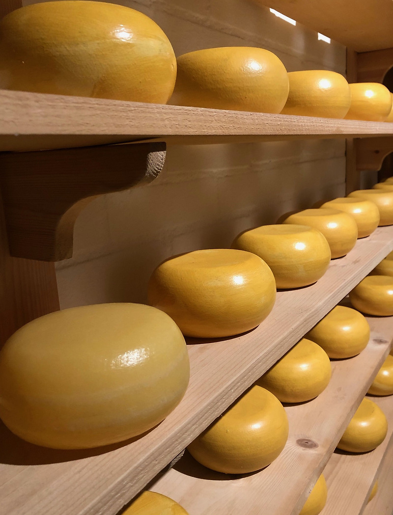 고다 치즈(Gouda cheese), 고다 치즈란 무엇인가, 고다 치즈의 효능과 고다 치즈 용도 까지