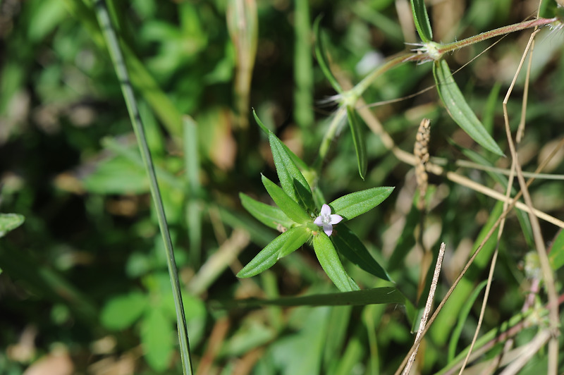 백령풀 Poorjoe, Button weed