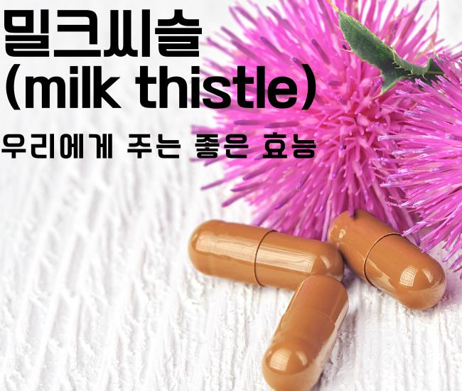밀크씨슬(Milk Thistle)의 효능 건강 요모조모