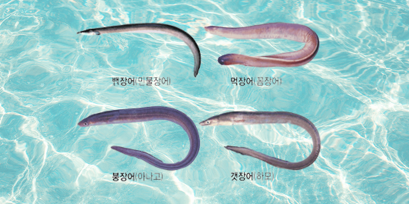 민물장어의 효능과 바다장어의 효능 차이 6가지