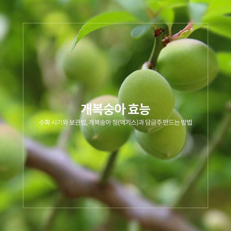 개복숭아 효능과 수확 시기, 개복숭아 청(액기스)과 담금주 만드는 방법