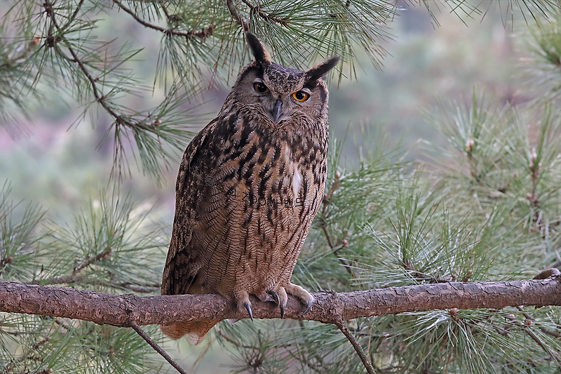 An Eagle Owl