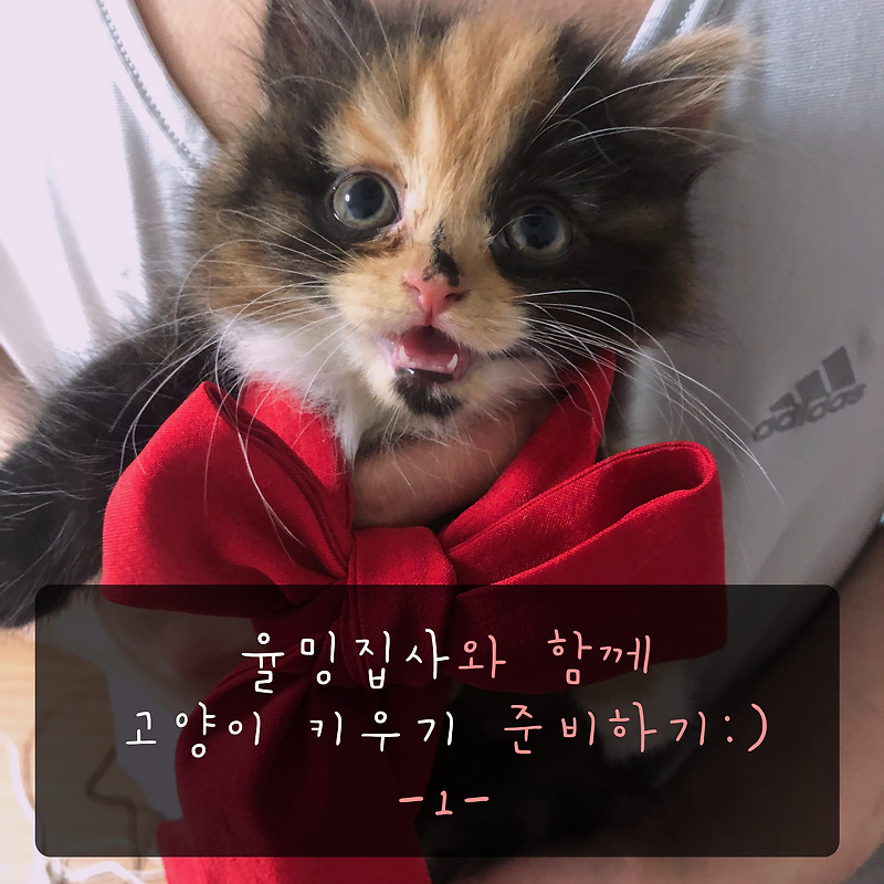 고양이 키우기(준비물 편)