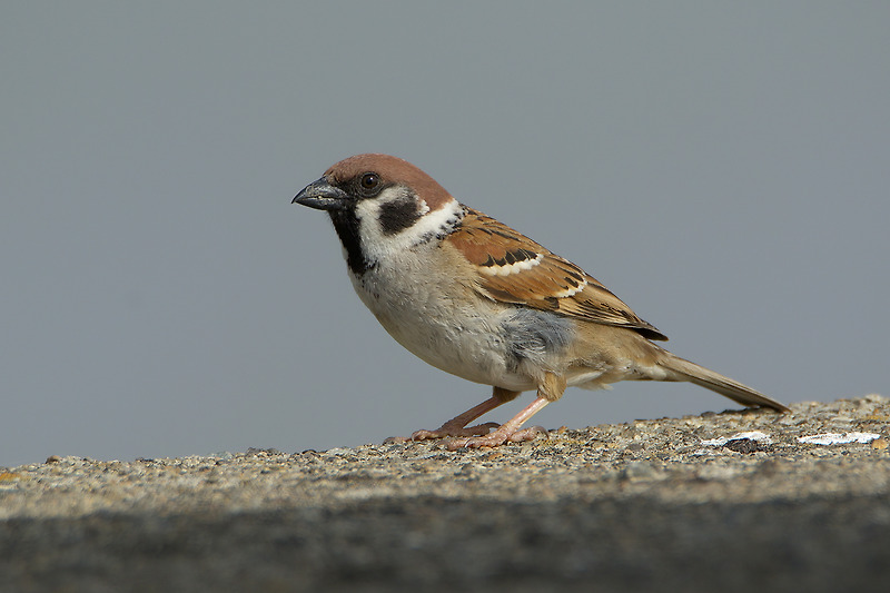 참새 [Eurasian Tree Sparrow]