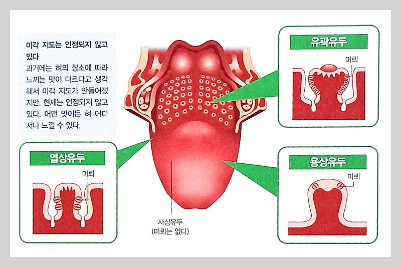 혀와 미각