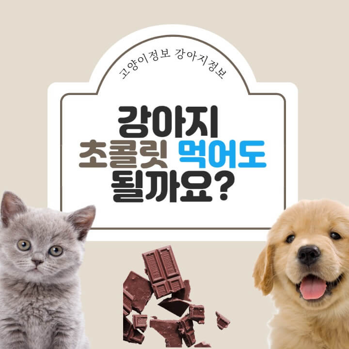 강아지 초콜릿 먹어도 될까요? - 먹었을때 대처법