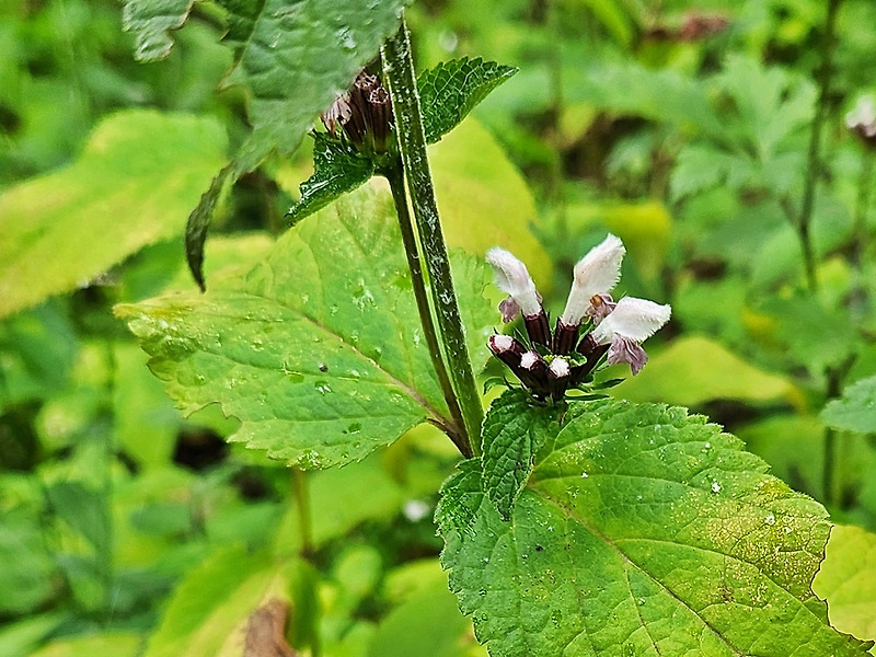 속단.