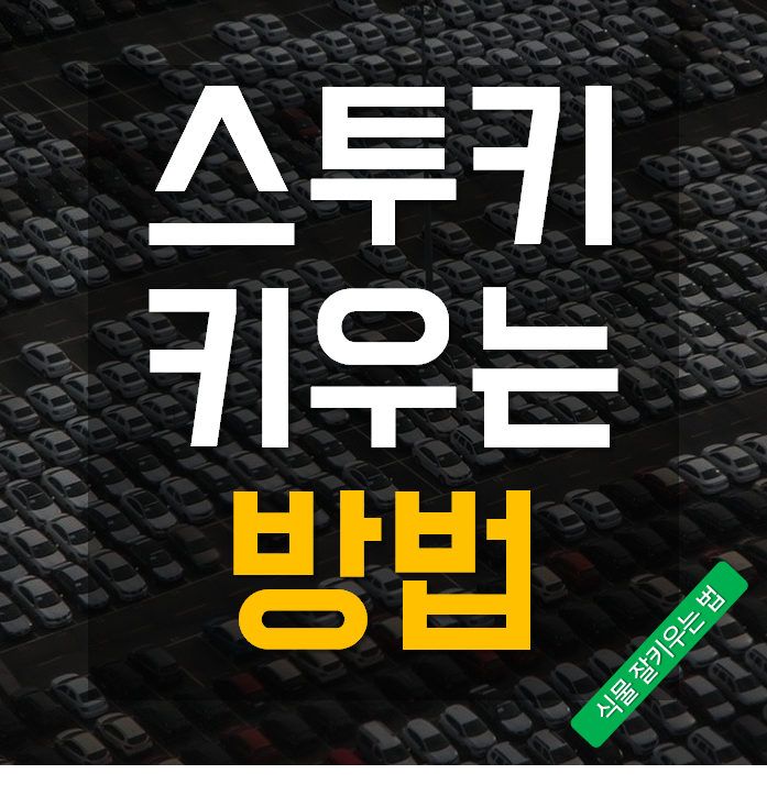 스투키 키우는 방법 물주기