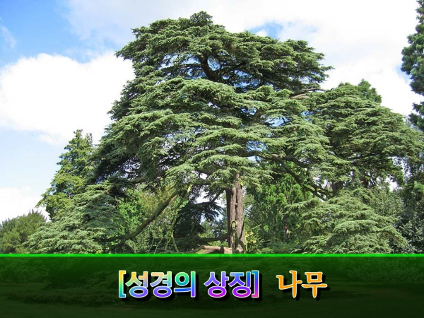 [성경의 상징] 나무(Tree)