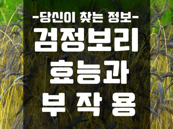 노화를 억제하고 다이어트를 돕는, 블랙보리(Black barley)의 6가지 효능과 부작용 :: 제목없는 공책